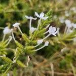 Plumbago zeylanica Flower