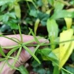 Ranunculus abortivus Feuille