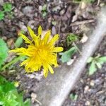 Taraxacum cucullatiforme 形態