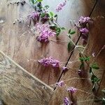 Lespedeza bicolor Fleur