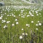 Eriophorum scheuchzeri Fula