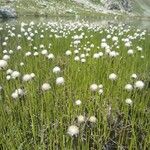 Eriophorum scheuchzeri Flower