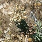 Euphorbia oxyphylla Фрукт
