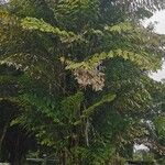 Caryota urens Habit