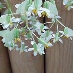 Begonia convolvulacea Blomst