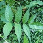Rubus fraxinifolius Hoja