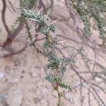 Acacia tortilis Leaf