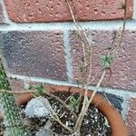 Crassula sarcocaulis Leaf