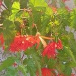 Begonia pendula Çiçek