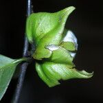 Diospyros bipindensis Fruto