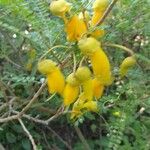 Sophora microphylla Flor