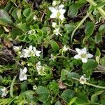 Arenaria biflora Fiore
