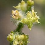 Galium angustifolium Flor