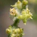 Galium angustifolium Fiore