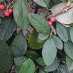 Cotoneaster coriaceusFeuille