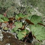 Ampelocissus rugosa Pokrój