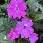 Impatiens walleriana 花