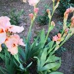 Iris barbatula 整株植物