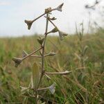 Atriplex pedunculata Fruto