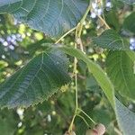 Tilia x europaea Blad