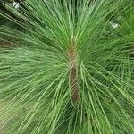 Pinus canariensis List