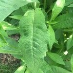 Knautia macedonica Leaf