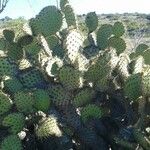 Opuntia oricola Hàbitat