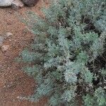 Artemisia frigida Blatt
