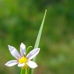 Sisyrinchium rosulatum 花