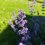 Salvia officinalisКветка