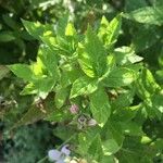 Campanula lactiflora Leaf