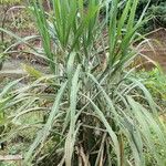 Saccharum officinarum ശീലം