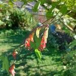 Ipomoea lobata Flor