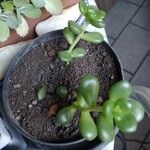 Sedum hernandezii Foglia