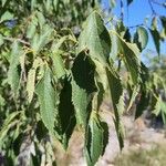 Celtis australis Leht