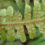 Dryopteris crassirhizoma List