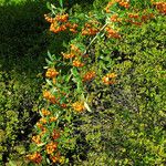 Pyracantha coccinea Habitus