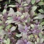 Salvia purpurea 叶