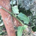 Araujia sericifera Blad