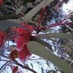 Eucalyptus caesia 花