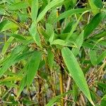 Phyllostachys aurea Blad