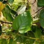 Passiflora coccinea Leaf