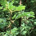 Vachellia nilotica Blatt