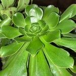 Aeonium undulatum Лист