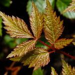 Astilbe japonica Hostoa