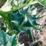 Datura ferox Плод