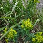 Euphorbia flavicoma 花