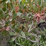 Eucalyptus lehmannii Leaf