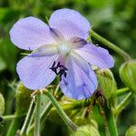 Geranium pratense 花