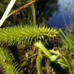 Carex pseudocyperus ഫലം